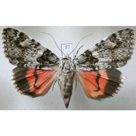 Catocala promissa (Denis & Schiffermüller, 1775) Wstęgówka narzeczona Slovakia 57mm57